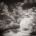 Tropical Garden, Palm Beach #YNG-351.  Infrared Photograph,  Stretched and Gallery Wrapped, Limited Edition Archival Print on Canvas:  40 x 40 inches, $1500.  Custom Proportions and Sizes are Available.  For more information or to order please visit our ABOUT page or call us at 561-691-1110.