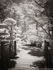 Tropical Garden, Palm Beach #YNG-353.  Infrared Photograph,  Stretched and Gallery Wrapped, Limited Edition Archival Print on Canvas:  40 x 56 inches, $1590.  Custom Proportions and Sizes are Available.  For more information or to order please visit our ABOUT page or call us at 561-691-1110.