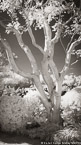 Tropical Garden, Palm Beach #YNG-354.  Infrared Photograph,  Stretched and Gallery Wrapped, Limited Edition Archival Print on Canvas:  40 x 72 inches, $1620.  Custom Proportions and Sizes are Available.  For more information or to order please visit our ABOUT page or call us at 561-691-1110.