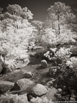Tropical Garden, Palm Beach #YNG-359.  Infrared Photograph,  Stretched and Gallery Wrapped, Limited Edition Archival Print on Canvas:  40 x 56 inches, $1590.  Custom Proportions and Sizes are Available.  For more information or to order please visit our ABOUT page or call us at 561-691-1110.
