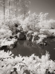Tropical Garden, Palm Beach #YNG-362.  Infrared Photograph,  Stretched and Gallery Wrapped, Limited Edition Archival Print on Canvas:  40 x 56 inches, $1590.  Custom Proportions and Sizes are Available.  For more information or to order please visit our ABOUT page or call us at 561-691-1110.