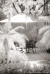 Tropical Garden, Palm Beach #YNG-001.  Infrared Photograph,  Stretched and Gallery Wrapped, Limited Edition Archival Print on Canvas:  40 x 60 inches, $1590.  Custom Proportions and Sizes are Available.  For more information or to order please visit our ABOUT page or call us at 561-691-1110.