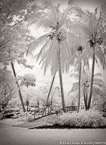 Tropical Garden, Palm Beach #YNG-012.  Infrared Photograph,  Stretched and Gallery Wrapped, Limited Edition Archival Print on Canvas:  40 x 56 inches, $1590.  Custom Proportions and Sizes are Available.  For more information or to order please visit our ABOUT page or call us at 561-691-1110.