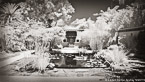 Tropical Garden, Palm Beach #YNG-018.  Infrared Photograph,  Stretched and Gallery Wrapped, Limited Edition Archival Print on Canvas:  72 x 40 inches, $1620.  Custom Proportions and Sizes are Available.  For more information or to order please visit our ABOUT page or call us at 561-691-1110.