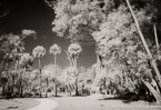 Tropical Forest, Jupiter  #YNG-114.  Infrared Photograph,  Stretched and Gallery Wrapped, Limited Edition Archival Print on Canvas:  60 x 40 inches, $1590.  Custom Proportions and Sizes are Available.  For more information or to order please visit our ABOUT page or call us at 561-691-1110.