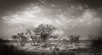 Savanna , South Africa #YNG-157.  Black-White Photograph,  Stretched and Gallery Wrapped, Limited Edition Archival Print on Canvas:  68 x 36 inches, $1620.  Custom Proportions and Sizes are Available.  For more information or to order please visit our ABOUT page or call us at 561-691-1110.