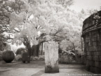 Tropical Garden, Palm Beach #YNG-004.  Infrared Photograph,  Stretched and Gallery Wrapped, Limited Edition Archival Print on Canvas:  56 x 40 inches, $1590.  Custom Proportions and Sizes are Available.  For more information or to order please visit our ABOUT page or call us at 561-691-1110.