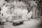Tropical Garden, Palm Beach #YNG-006.  Infrared Photograph,  Stretched and Gallery Wrapped, Limited Edition Archival Print on Canvas:  60 x 40 inches, $1590.  Custom Proportions and Sizes are Available.  For more information or to order please visit our ABOUT page or call us at 561-691-1110.