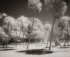 Tropical Garden, Palm Beach #YNG-011.  Infrared Photograph,  Stretched and Gallery Wrapped, Limited Edition Archival Print on Canvas:  48 x 40 inches, $1560.  Custom Proportions and Sizes are Available.  For more information or to order please visit our ABOUT page or call us at 561-691-1110.