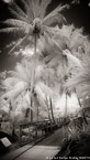 Tropical Garden, Palm Beach #YNG-015.  Infrared Photograph,  Stretched and Gallery Wrapped, Limited Edition Archival Print on Canvas:  40 x 72 inches, $1620.  Custom Proportions and Sizes are Available.  For more information or to order please visit our ABOUT page or call us at 561-691-1110.