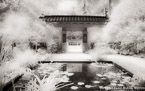 Tropical Garden, Palm Beach #YNG-020.  Infrared Photograph,  Stretched and Gallery Wrapped, Limited Edition Archival Print on Canvas:  60 x 40 inches, $1590.  Custom Proportions and Sizes are Available.  For more information or to order please visit our ABOUT page or call us at 561-691-1110.