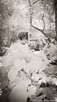 Tropical Garden, Palm Beach #YNG-026.  Infrared Photograph,  Stretched and Gallery Wrapped, Limited Edition Archival Print on Canvas:  40 x 72 inches, $1620.  Custom Proportions and Sizes are Available.  For more information or to order please visit our ABOUT page or call us at 561-691-1110.