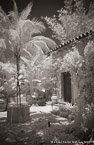 Tropical Garden, Palm Beach #YNG-031.  Infrared Photograph,  Stretched and Gallery Wrapped, Limited Edition Archival Print on Canvas:  40 x 60 inches, $1590.  Custom Proportions and Sizes are Available.  For more information or to order please visit our ABOUT page or call us at 561-691-1110.