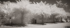 Tropical Garden, Palm Beach #YNG-035.  Infrared Photograph,  Stretched and Gallery Wrapped, Limited Edition Archival Print on Canvas:  60 x 24 inches, $1560.  Custom Proportions and Sizes are Available.  For more information or to order please visit our ABOUT page or call us at 561-691-1110.