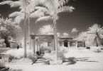 Tropical Garden, Palm Beach #YNG-038.  Infrared Photograph,  Stretched and Gallery Wrapped, Limited Edition Archival Print on Canvas:  56 x 40 inches, $1590.  Custom Proportions and Sizes are Available.  For more information or to order please visit our ABOUT page or call us at 561-691-1110.