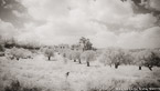 Olive Garden, Israel  #YNG-047.  Infrared Photograph,  Stretched and Gallery Wrapped, Limited Edition Archival Print on Canvas:  72 x 40 inches, $1620.  Custom Proportions and Sizes are Available.  For more information or to order please visit our ABOUT page or call us at 561-691-1110.