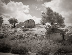 Olive Garden, Israel  #YNG-048.  Infrared Photograph,  Stretched and Gallery Wrapped, Limited Edition Archival Print on Canvas:  50 x 40 inches, $1560.  Custom Proportions and Sizes are Available.  For more information or to order please visit our ABOUT page or call us at 561-691-1110.