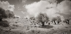 Olive Garden, Israel  #YNG-049.  Infrared Photograph,  Stretched and Gallery Wrapped, Limited Edition Archival Print on Canvas:  72 x 36 inches, $1620.  Custom Proportions and Sizes are Available.  For more information or to order please visit our ABOUT page or call us at 561-691-1110.