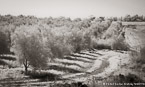Path , Israel  #YNG-050.  Infrared Photograph,  Stretched and Gallery Wrapped, Limited Edition Archival Print on Canvas:  68 x 40 inches, $1620.  Custom Proportions and Sizes are Available.  For more information or to order please visit our ABOUT page or call us at 561-691-1110.
