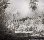 Road , Moorea  #YNG-052.  Infrared Photograph,  Stretched and Gallery Wrapped, Limited Edition Archival Print on Canvas:  40 x 44 inches, $1530.  Custom Proportions and Sizes are Available.  For more information or to order please visit our ABOUT page or call us at 561-691-1110.