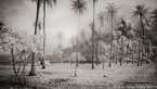 Coconut Stand, Moorea  #YNG-063.  Infrared Photograph,  Stretched and Gallery Wrapped, Limited Edition Archival Print on Canvas:  72 x 40 inches, $1620.  Custom Proportions and Sizes are Available.  For more information or to order please visit our ABOUT page or call us at 561-691-1110.
