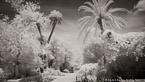 Tropical Garden, Palm Beach #YNG-065.  Infrared Photograph,  Stretched and Gallery Wrapped, Limited Edition Archival Print on Canvas:  72 x 40 inches, $1620.  Custom Proportions and Sizes are Available.  For more information or to order please visit our ABOUT page or call us at 561-691-1110.
