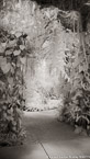 Tropical Garden, Palm Beach #YNG-069.  Infrared Photograph,  Stretched and Gallery Wrapped, Limited Edition Archival Print on Canvas:  40 x 72 inches, $1620.  Custom Proportions and Sizes are Available.  For more information or to order please visit our ABOUT page or call us at 561-691-1110.