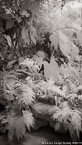 Tropical Garden, Palm Beach #YNG-070.  Infrared Photograph,  Stretched and Gallery Wrapped, Limited Edition Archival Print on Canvas:  40 x 72 inches, $1620.  Custom Proportions and Sizes are Available.  For more information or to order please visit our ABOUT page or call us at 561-691-1110.