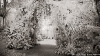 Tropical Garden, Palm Beach #YNG-071.  Infrared Photograph,  Stretched and Gallery Wrapped, Limited Edition Archival Print on Canvas:  72 x 40 inches, $1620.  Custom Proportions and Sizes are Available.  For more information or to order please visit our ABOUT page or call us at 561-691-1110.