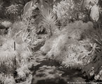 Tropical Garden, Palm Beach #YNG-080.  Infrared Photograph,  Stretched and Gallery Wrapped, Limited Edition Archival Print on Canvas:  40 x 44 inches, $1530.  Custom Proportions and Sizes are Available.  For more information or to order please visit our ABOUT page or call us at 561-691-1110.