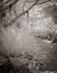 Tropical Garden, Palm Beach #YNG-082.  Infrared Photograph,  Stretched and Gallery Wrapped, Limited Edition Archival Print on Canvas:  40 x 50 inches, $1560.  Custom Proportions and Sizes are Available.  For more information or to order please visit our ABOUT page or call us at 561-691-1110.
