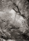 Tropical Garden, Palm Beach #YNG-090.  Infrared Photograph,  Stretched and Gallery Wrapped, Limited Edition Archival Print on Canvas:  40 x 56 inches, $1590.  Custom Proportions and Sizes are Available.  For more information or to order please visit our ABOUT page or call us at 561-691-1110.