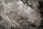 Tropical Garden, Palm Beach #YNG-091.  Infrared Photograph,  Stretched and Gallery Wrapped, Limited Edition Archival Print on Canvas:  60 x 40 inches, $1590.  Custom Proportions and Sizes are Available.  For more information or to order please visit our ABOUT page or call us at 561-691-1110.