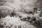 Tropical Garden, Palm Beach #YNG-099.  Infrared Photograph,  Stretched and Gallery Wrapped, Limited Edition Archival Print on Canvas:  60 x 40 inches, $1590.  Custom Proportions and Sizes are Available.  For more information or to order please visit our ABOUT page or call us at 561-691-1110.