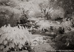 Tropical Garden, Palm Beach #YNG-100.  Infrared Photograph,  Stretched and Gallery Wrapped, Limited Edition Archival Print on Canvas:  56 x 40 inches, $1590.  Custom Proportions and Sizes are Available.  For more information or to order please visit our ABOUT page or call us at 561-691-1110.
