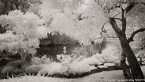 Tropical Garden, Palm Beach #YNG-107.  Infrared Photograph,  Stretched and Gallery Wrapped, Limited Edition Archival Print on Canvas:  72 x 40 inches, $1620.  Custom Proportions and Sizes are Available.  For more information or to order please visit our ABOUT page or call us at 561-691-1110.