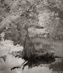 Tropical Garden, Palm Beach #YNG-109.  Infrared Photograph,  Stretched and Gallery Wrapped, Limited Edition Archival Print on Canvas:  40 x 44 inches, $1530.  Custom Proportions and Sizes are Available.  For more information or to order please visit our ABOUT page or call us at 561-691-1110.