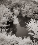 Tropical Garden, Palm Beach #YNG-110.  Infrared Photograph,  Stretched and Gallery Wrapped, Limited Edition Archival Print on Canvas:  40 x 48 inches, $1560.  Custom Proportions and Sizes are Available.  For more information or to order please visit our ABOUT page or call us at 561-691-1110.