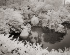 Tropical Garden, Palm Beach #YNG-111.  Infrared Photograph,  Stretched and Gallery Wrapped, Limited Edition Archival Print on Canvas:  50 x 40 inches, $1560.  Custom Proportions and Sizes are Available.  For more information or to order please visit our ABOUT page or call us at 561-691-1110.