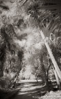 Tropical Forest, Jupiter  #YNG-116.  Infrared Photograph,  Stretched and Gallery Wrapped, Limited Edition Archival Print on Canvas:  40 x 60 inches, $1590.  Custom Proportions and Sizes are Available.  For more information or to order please visit our ABOUT page or call us at 561-691-1110.