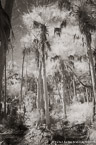 Tropical Forest, Jupiter  #YNG-118.  Infrared Photograph,  Stretched and Gallery Wrapped, Limited Edition Archival Print on Canvas:  40 x 60 inches, $1590.  Custom Proportions and Sizes are Available.  For more information or to order please visit our ABOUT page or call us at 561-691-1110.