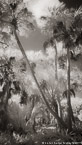 Tropical Forest, Jupiter  #YNG-123.  Infrared Photograph,  Stretched and Gallery Wrapped, Limited Edition Archival Print on Canvas:  40 x 72 inches, $1620.  Custom Proportions and Sizes are Available.  For more information or to order please visit our ABOUT page or call us at 561-691-1110.