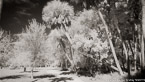 Tropical Forest, Jupiter  #YNG-127.  Infrared Photograph,  Stretched and Gallery Wrapped, Limited Edition Archival Print on Canvas:  72 x 40 inches, $1620.  Custom Proportions and Sizes are Available.  For more information or to order please visit our ABOUT page or call us at 561-691-1110.