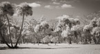 Tropical Forest, Jupiter  #YNG-128.  Infrared Photograph,  Stretched and Gallery Wrapped, Limited Edition Archival Print on Canvas:  72 x 40 inches, $1620.  Custom Proportions and Sizes are Available.  For more information or to order please visit our ABOUT page or call us at 561-691-1110.