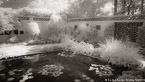 Tropical Garden, Palm Beach #YNG-133.  Infrared Photograph,  Stretched and Gallery Wrapped, Limited Edition Archival Print on Canvas:  72 x 40 inches, $1620.  Custom Proportions and Sizes are Available.  For more information or to order please visit our ABOUT page or call us at 561-691-1110.