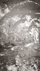 Tropical Garden, Palm Beach #YNG-140.  Infrared Photograph,  Stretched and Gallery Wrapped, Limited Edition Archival Print on Canvas:  40 x 72 inches, $1620.  Custom Proportions and Sizes are Available.  For more information or to order please visit our ABOUT page or call us at 561-691-1110.
