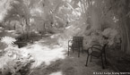 Tropical Garden, Palm Beach #YNG-142.  Infrared Photograph,  Stretched and Gallery Wrapped, Limited Edition Archival Print on Canvas:  72 x 40 inches, $1620.  Custom Proportions and Sizes are Available.  For more information or to order please visit our ABOUT page or call us at 561-691-1110.