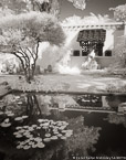 Tropical Garden, Palm Beach #YNG-144.  Infrared Photograph,  Stretched and Gallery Wrapped, Limited Edition Archival Print on Canvas:  40 x 50 inches, $1560.  Custom Proportions and Sizes are Available.  For more information or to order please visit our ABOUT page or call us at 561-691-1110.