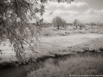 Savanna , South Africa #YNG-156.  Infrared Photograph,  Stretched and Gallery Wrapped, Limited Edition Archival Print on Canvas:  56 x 40 inches, $1590.  Custom Proportions and Sizes are Available.  For more information or to order please visit our ABOUT page or call us at 561-691-1110.