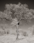 Savanna , South Africa #YNG-159.  Infrared Photograph,  Stretched and Gallery Wrapped, Limited Edition Archival Print on Canvas:  40 x 50 inches, $1560.  Custom Proportions and Sizes are Available.  For more information or to order please visit our ABOUT page or call us at 561-691-1110.